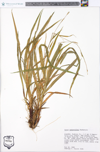 Carex purpurifera image