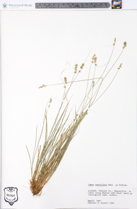 Carex retroflexa image