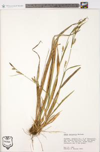 Carex striatula image