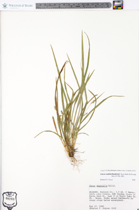 Carex cumberlandensis image