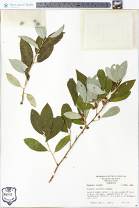 Elaeagnus umbellata image