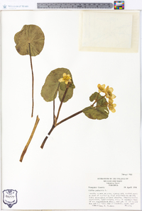 Caltha palustris image