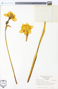 Narcissus pseudonarcissus image