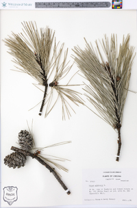 Pinus echinata image