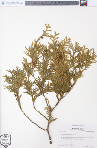 Thuja occidentalis image