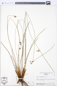 Juncus coriaceus image