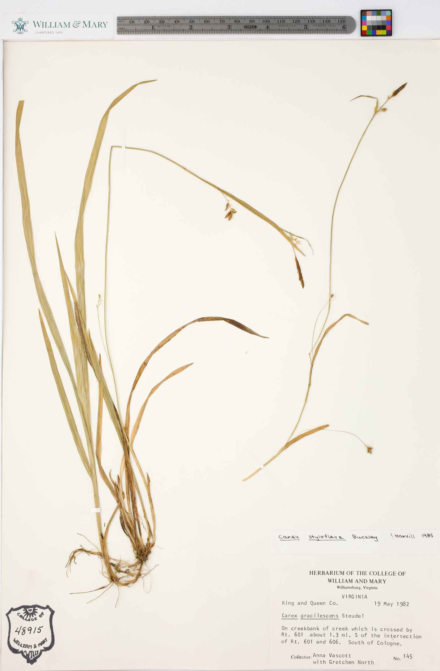 Carex styloflexa image