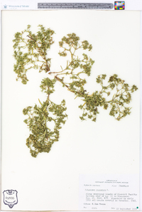 Polypremum procumbens image