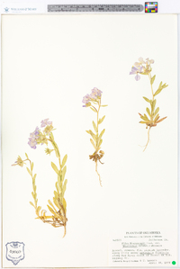 Phlox drummondii image