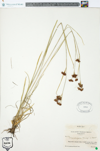 Rhynchospora harveyi image