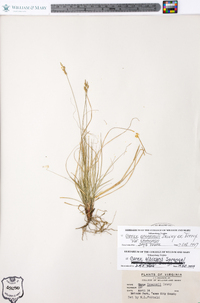 Carex emmonsii image