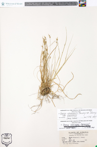 Carex emmonsii var. emmonsii image