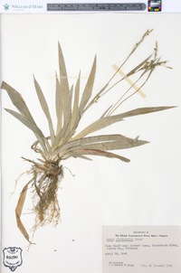 Carex platyphylla image