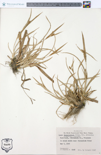 Carex flaccosperma var. glaucodea image