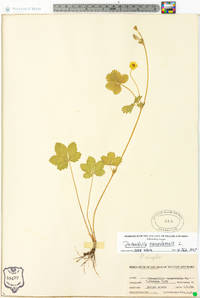 Potentilla canadensis image