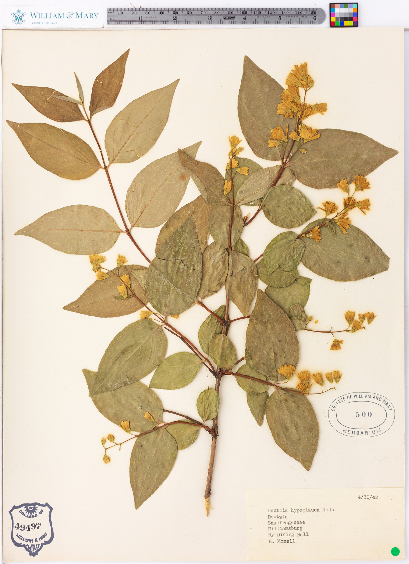 Deutzia hypoglauca image