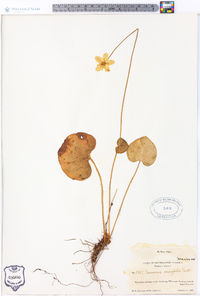 Parnassia asarifolia image