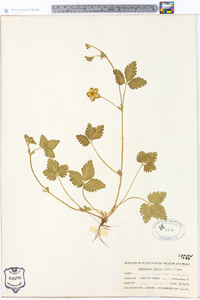 Potentilla indica image