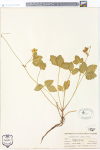 Potentilla indica image