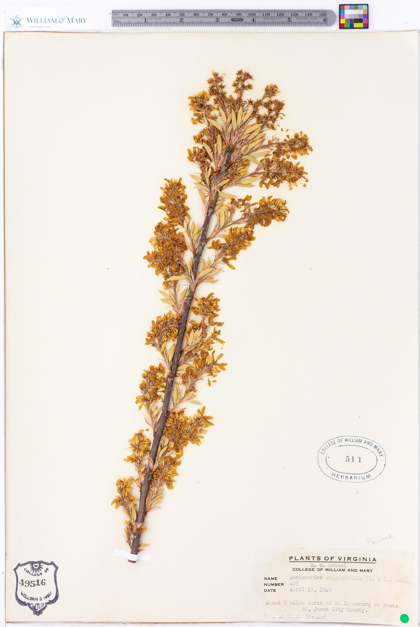 Amelanchier oblongifolia image