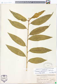 Prunus persica image