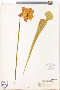 Sarracenia flava image