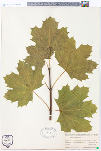 Acer platanoides image