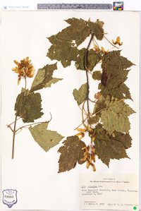 Acer spicatum image