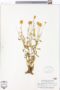 Polygala lutea image