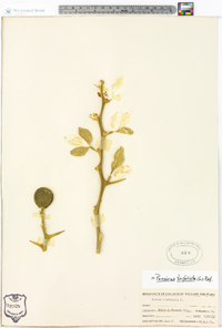 Poncirus trifoliata image