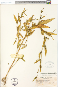 Ludwigia decurrens image