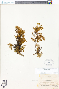 Pyxidanthera barbulata var. barbulata image