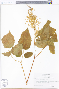 Aruncus dioicus image