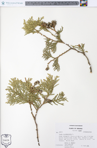 Thuja occidentalis image