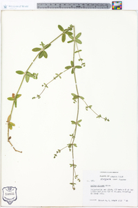 Galium pilosum image