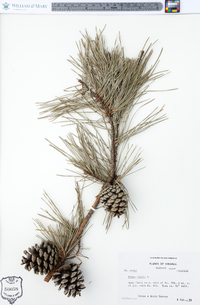 Pinus rigida image