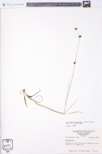 Rhynchospora capitellata image