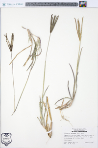 Eustachys petraea image