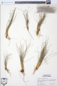 Eleocharis vivipara image