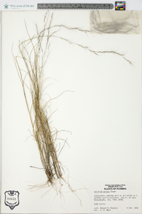 Aristida gyrans image