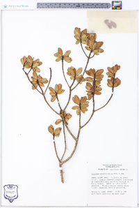 Stenostomum myrtifolium image