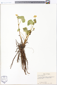 Caltha palustris image