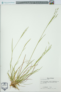 Poa autumnalis image