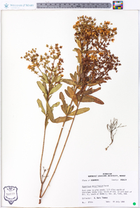 Hypericum densiflorum image