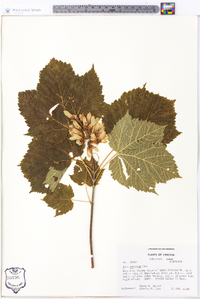 Acer spicatum image