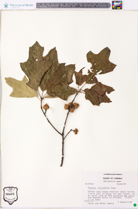 Quercus ilicifolia image