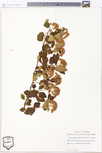 Physocarpus stellatus image