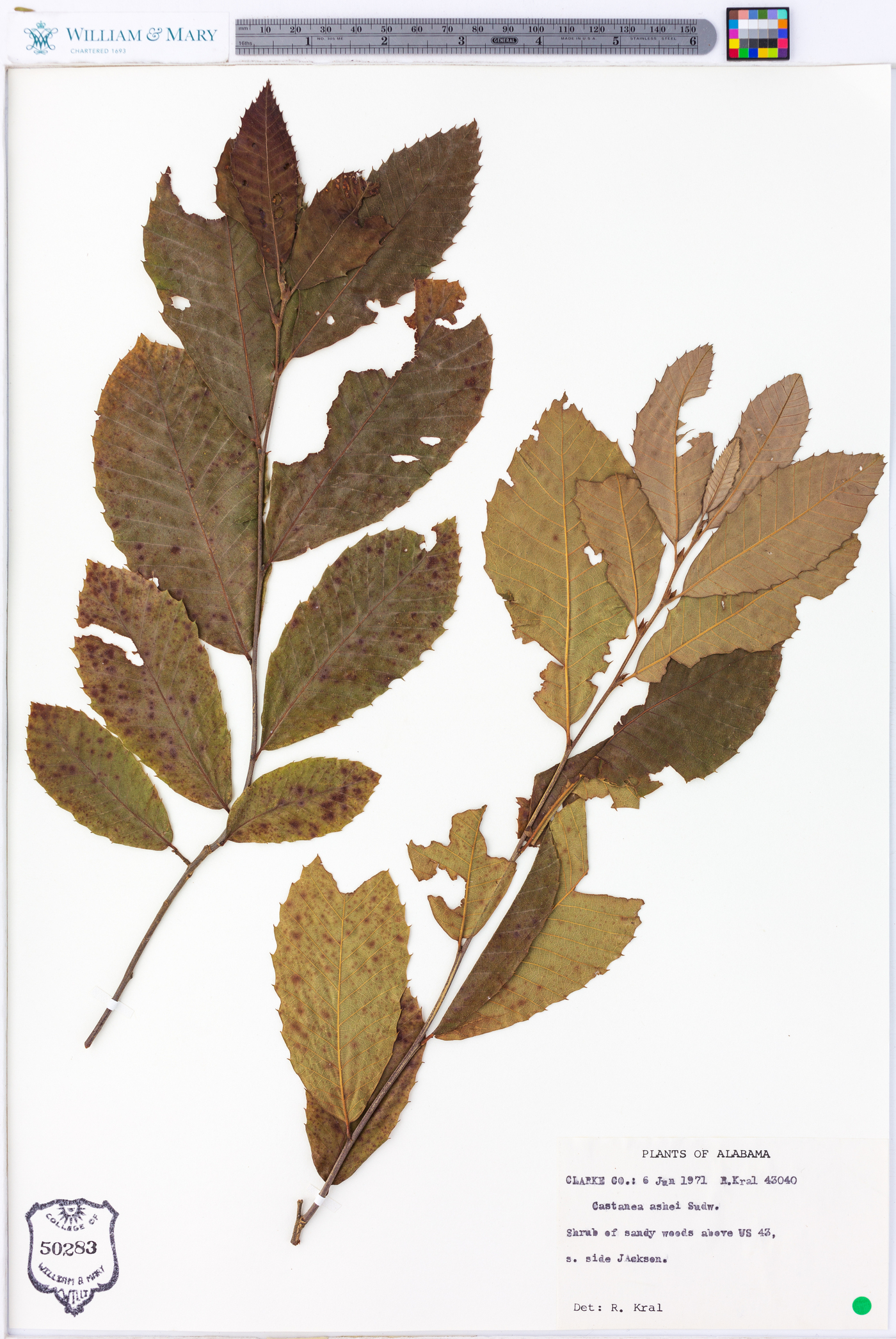 Castanea ashei image