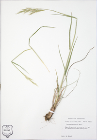 Danthonia sericea image