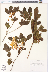 Rhododendron arborescens image